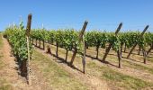 Randonnée Marche Mittelwihr - Les perles du vignoble : Mittelwihr - Beblenheim - Zellenberg - Hunawihr - Riquewihr - Sigolsheim - Photo 12