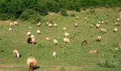 Trail On foot Mangone - (SI U23) Piano Lago - Casellone Forestale di Monte Cocuzzo - Photo 9