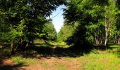 Trail Walking Trosly-Breuil - en forêt de Compiègne_28_les Tournantes sur le Mont Saint-Mard et sur le Mont Collet - Photo 8