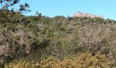 Trail Walking Roquebrune-sur-Argens - Rocher de Roquebrune sur Argens-23-02-22 - Photo 3