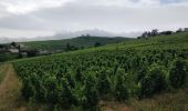 Excursión Senderismo Fleurie - les vignes de Fleurie - Photo 4