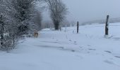 Tour Wandern La Roche-en-Ardenne - Autour de Samree  - Photo 12