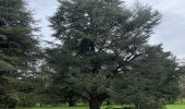 Tour Wandern Le Chesnay-Rocquencourt - Arboretum de Chevreloup - Photo 16