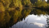 Randonnée A pied Waimes - Robertville: Pont de Haelen - Airheid - Barrage - Photo 10