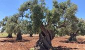 Tour Wandern Ostuni - Ostini  - Photo 9