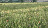 Tour Wandern Belœil - Les amis de la nature d’Ath - Photo 11