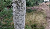 Tocht Stappen Mont Lozère et Goulet - Etape 6 le Bleymard  / Pont Montvert - Photo 15