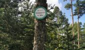 Tour Wandern Rappoltsweiler - boucle la grande verrerie-roche des 3 tables-roche des reptiles-roche des géants-la grande verrerie  - Photo 9