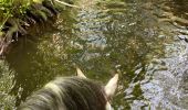 Trail Horseback riding Habay - Les 4 fils saumon à cheval - Photo 10