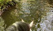 Excursión Paseo ecuestre Habay - Les 4 fils saumon à cheval - Photo 10