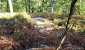 Tocht Stappen Fontainebleau - suite cam ch 1 - Photo 4