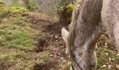 Percorso Equitazione Raon-l'Étape - Chapelle des pestiférés yoigo Tivio  - Photo 4