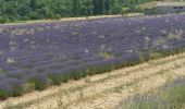 Trail Electric bike Sault - le mont Ventoux  - Photo 2