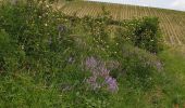 Tour Wandern Solutré-Pouilly - Solutré Vergisson 2 roches - Photo 5