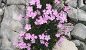 Tocht Stappen Lans-en-Vercors - Pic Saint-Michel et col d'Arc Vercors - Photo 11