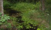 Tour Zu Fuß Roding - Wilder Mann 059, Naturpark Vorderer Bayerischer Wald - Photo 2