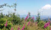 Tour Wandern Gemaingoutte - col Sainte Marie aux mines - Photo 3