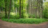 Trail On foot Paderborn - Naturerbe-Pfad (Naturerbe Wanderwelt Altenbeken) - Photo 9