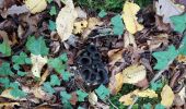 Trail Walking Véronnes - Sortie champignons 17-10-22 - Photo 1