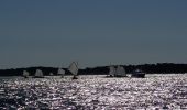 Randonnée Bateau à moteur Arcachon - Tour de l'île aux Oiseaux - Photo 15