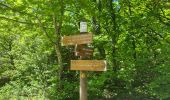 Excursión Marcha nórdica Lauroux - SityTrail - Labeil Forêt de l'Escandorgue Juin 2021 - Photo 7