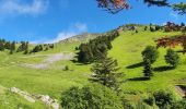 Tocht Stappen Ferrère - montagne d'Areng depuis la piste forestière après Férrères - Photo 1