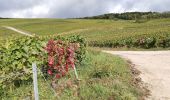 Trail Walking Germaine - RP51-02 Les Haies à Mardeuil - Photo 13