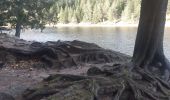 Randonnée Marche Le Valtin - gazon du faing . tanet . lac vert . lac du forêt . gazon du faing - Photo 10