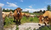 Tocht Elektrische fiets Arzenc-de-Randon - AUBRAC  3dle étape  - Photo 12