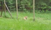 Excursión Senderismo Merzig - Allemagne - Mercy - Wolfspark - Photo 6