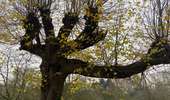 Trail Walking Silly - Gondregnies - bois de la Provision - Fouleng - Photo 6