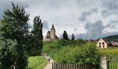 Tour Wandern Mittelweier - entre vignobles et forêts : boucle Mittelwihr- Bebleheim- Zellenberg - Hunawihr - Riquewihr- Mittelwihr  - Photo 3