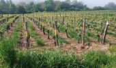 Trail Walking Joigny - Joigny par les vignes  - Photo 4