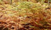 Trail Walking Fontainebleau - Fontainebleau - Photo 1