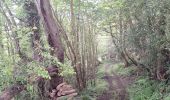 Trail Walking Le Mesnil-Simon - Le Mesnil Simon - Photo 11