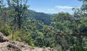 Tour Wandern Ottenhöfen im Schwarzwald - Karlsruher Gray - Photo 6