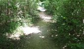 Excursión A pie Sales de Llierca - L'Alta Garrotxa de Vayreda - Photo 10