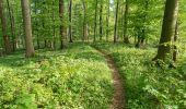 Tour Zu Fuß Horn-Bad Meinberg - Rundwanderweg [Leopoldstal / Heesten] - Photo 3