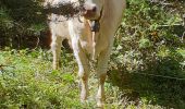 Tour Wandern La Versanne - tourbières gimel - Photo 1