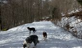 Trail Walking Stosswihr - La Schlucht Le Hohneck Le lac de La Lande Le Collet - Photo 8