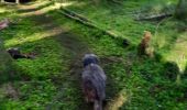 Trail Walking Bertrix - adeps framont  - Photo 6
