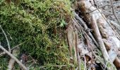 Tour Wandern Verviers - aqueduc-bois de Jalhay-Cossart  - Photo 10