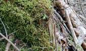 Percorso Marcia Verviers - aqueduc-bois de Jalhay-Cossart  - Photo 10