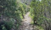 Trail  Collioure - Vignes et montagne Collioure  - Photo 20
