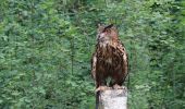 Excursión A pie Faßberg - Südheide 'Sagenhafte Sicht im Elfenland' W4m (mittlere Tour) - Photo 10