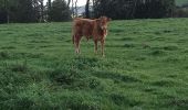 Excursión Marcha nórdica Rouvroy - Couvreux - Photo 10