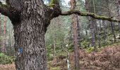 Tour Wandern Arbonne-la-Forêt - La Feuillardiere - Photo 2