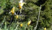 Trail Walking Thoiry - La Galoppaz-2022-05-21 - Photo 2