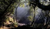 Tour Wandern La Roquebrussanne - 10844300-chapelle st andre ,grotte 400 moutons source oris - Photo 16