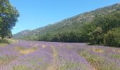 Excursión Senderismo Vauvenargues - Lavande à Vauvenargues - Photo 2